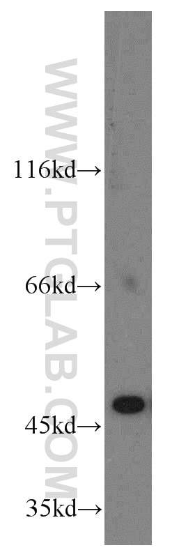 Western Blot (WB) analysis of HEK-293 cells using EIF4A3 Polyclonal antibody (10463-1-AP)