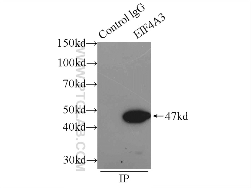 Immunoprecipitation (IP) experiment of mouse heart tissue using EIF4A3 Polyclonal antibody (17504-1-AP)