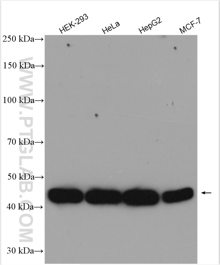 Western Blot (WB) analysis of various lysates using EIF4A3 Polyclonal antibody (17504-1-AP)