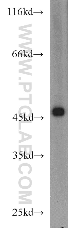 Western Blot (WB) analysis of mouse liver tissue using EIF4A3 Polyclonal antibody (17504-1-AP)