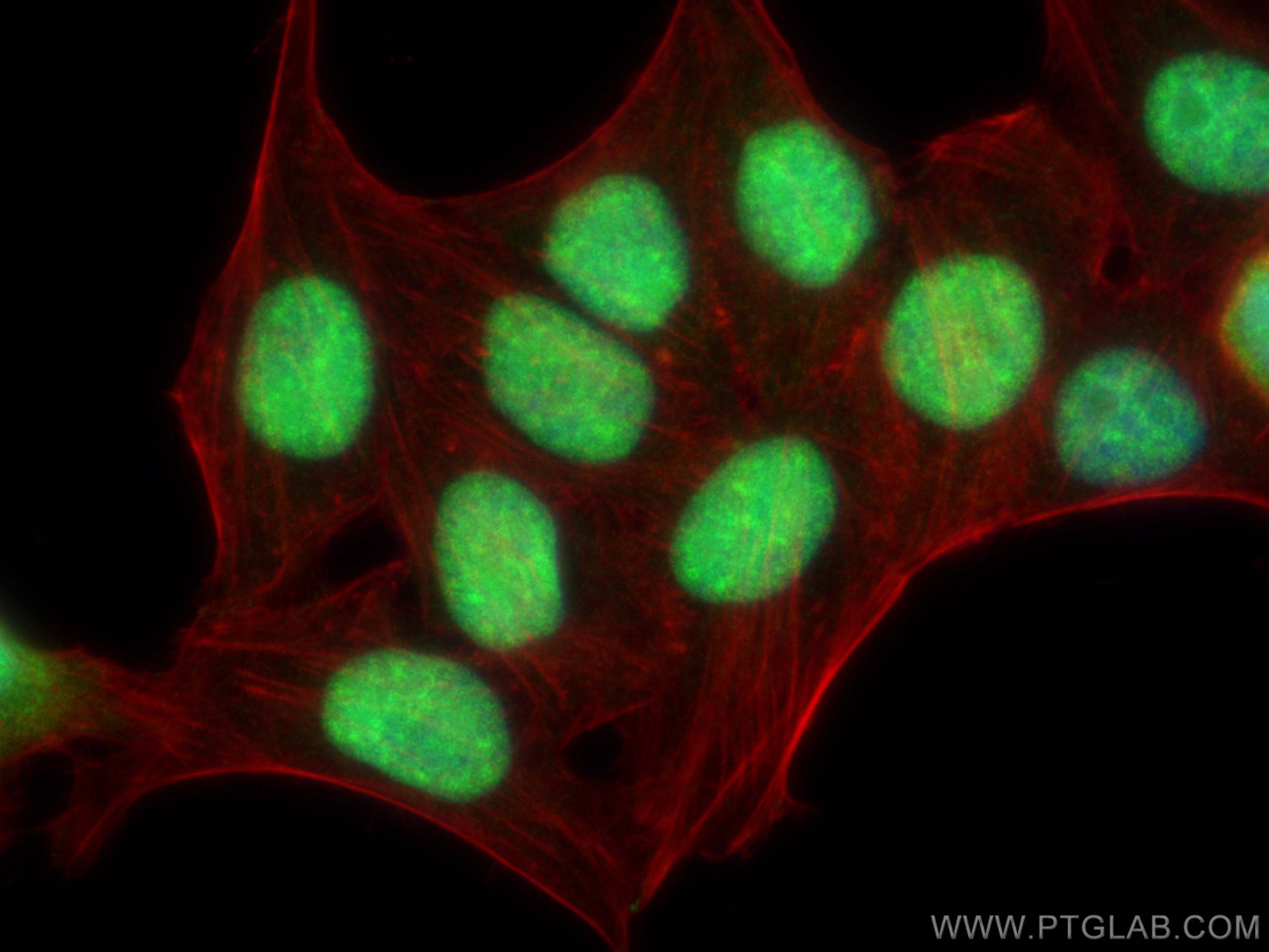 Immunofluorescence (IF) / fluorescent staining of HepG2 cells using EIF4A3 Monoclonal antibody (67740-1-Ig)