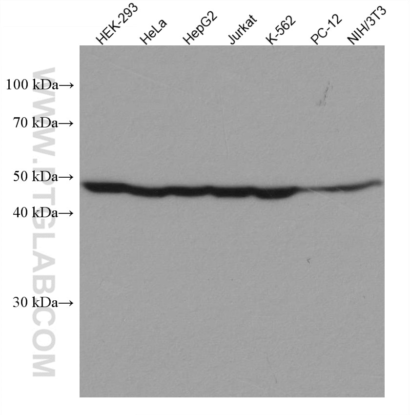 Western Blot (WB) analysis of various lysates using EIF4A3 Monoclonal antibody (67740-1-Ig)