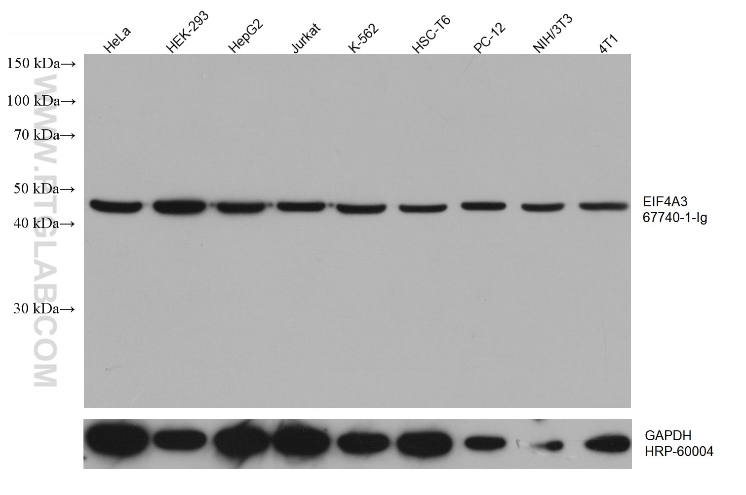 Western Blot (WB) analysis of various lysates using EIF4A3 Monoclonal antibody (67740-1-Ig)
