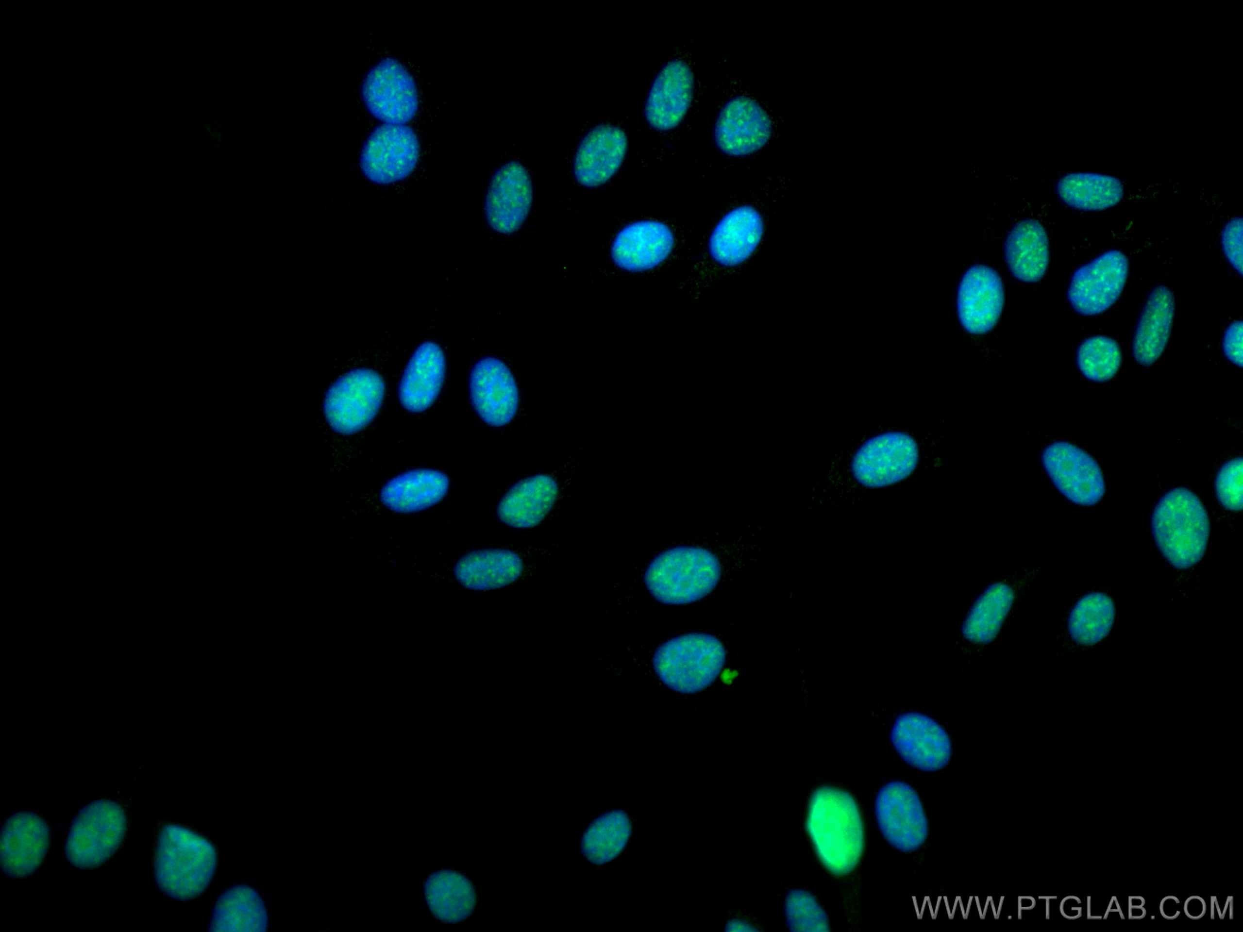 Immunofluorescence (IF) / fluorescent staining of HepG2 cells using CoraLite® Plus 488-conjugated EIF4A3 Monoclonal an (CL488-67740)