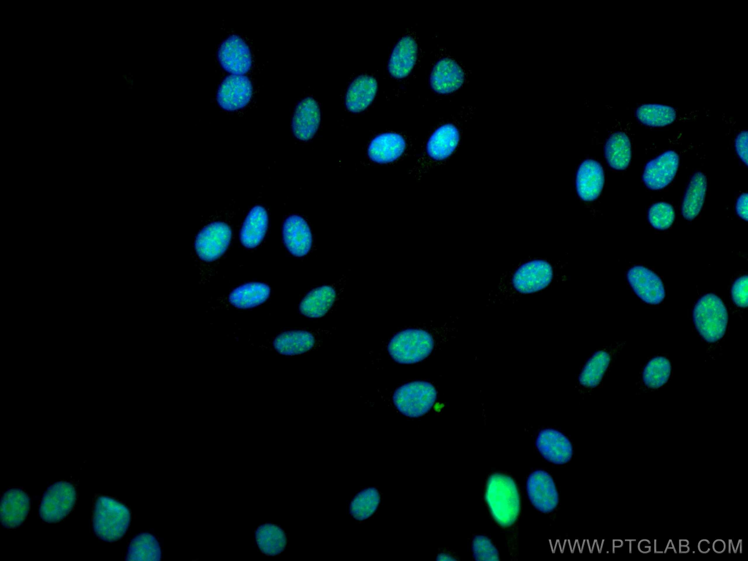 IF Staining of HepG2 using CL488-67740