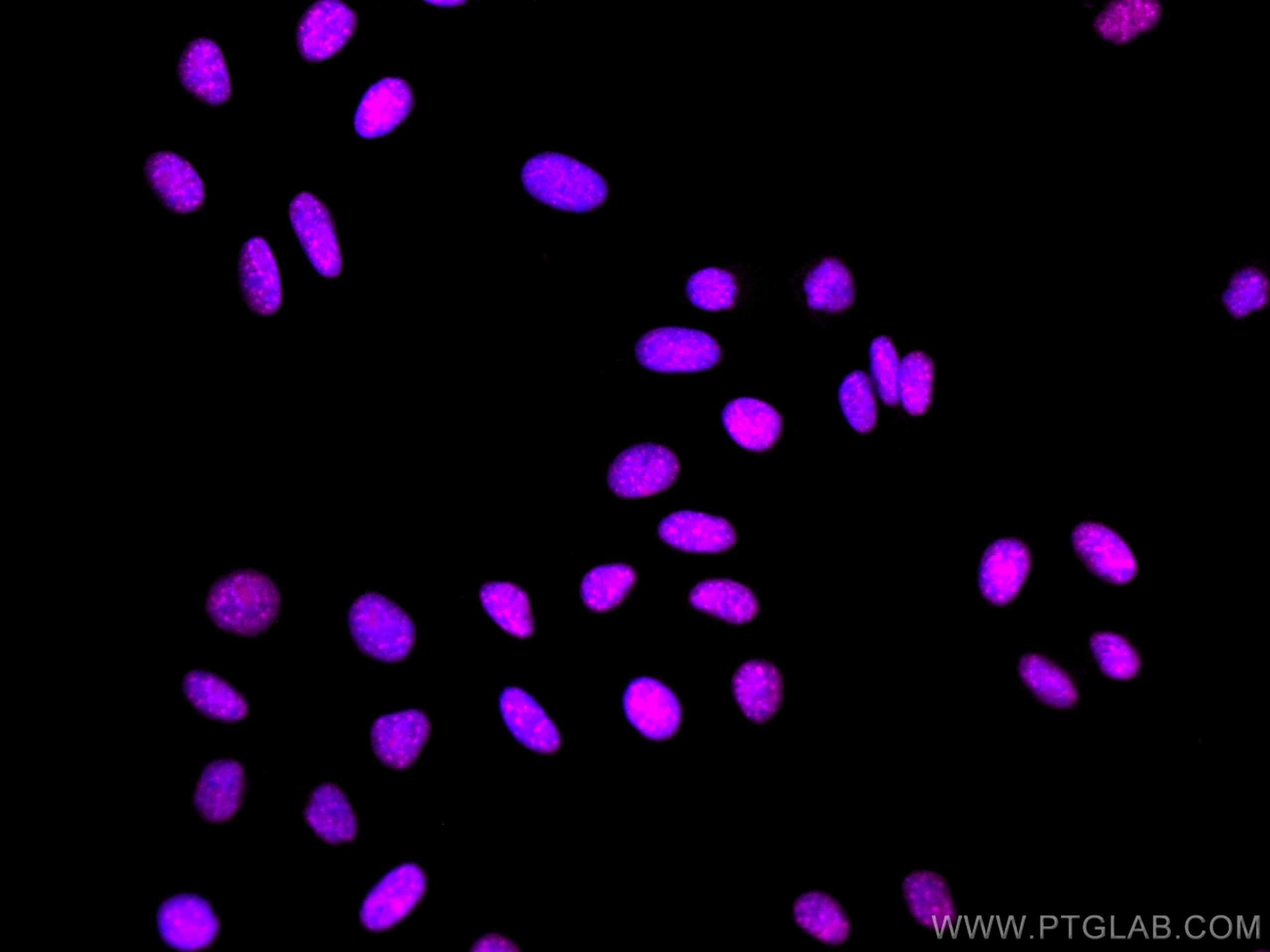 Immunofluorescence (IF) / fluorescent staining of HepG2 cells using CoraLite® Plus 647-conjugated EIF4A3 Monoclonal an (CL647-67740)