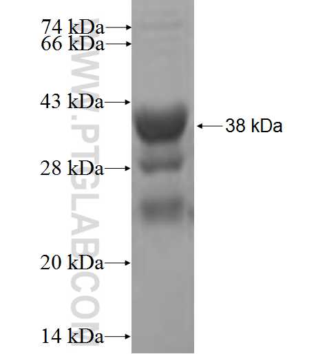 EIF4A3 fusion protein Ag0733 SDS-PAGE