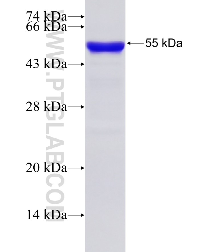 EIF4A3 fusion protein Ag11130 SDS-PAGE