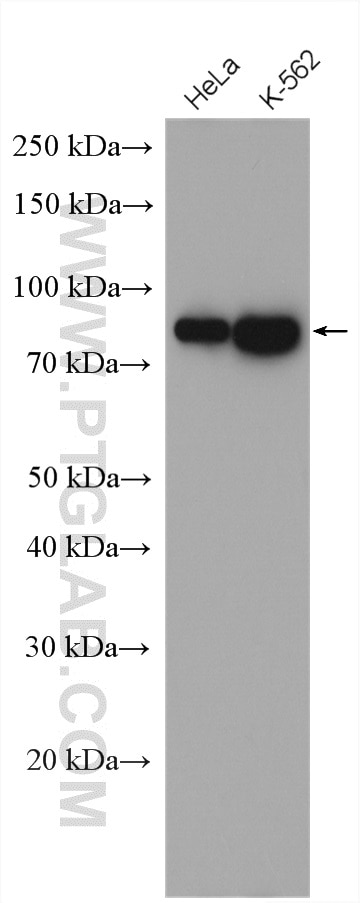 Western Blot (WB) analysis of various lysates using EIF4B Polyclonal antibody (17917-1-AP)