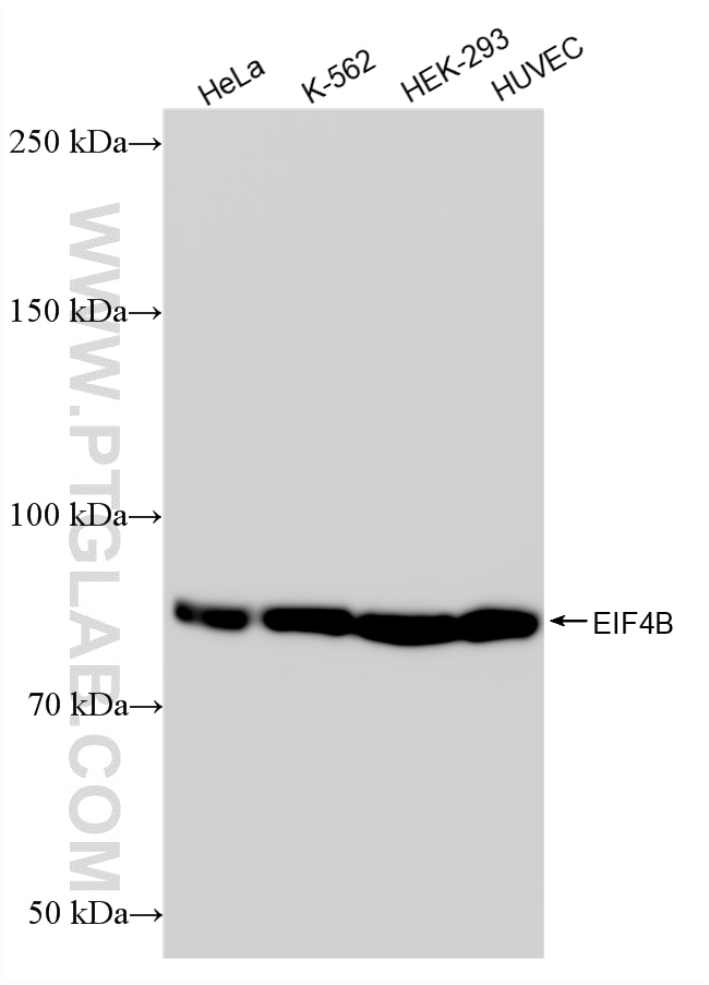 WB analysis using 88367-1-RR (same clone as 88367-1-PBS) Western Blot (WB) analysis of various lysates using EIF4B Recombinant monoclonal antibody (88367-1-RR)