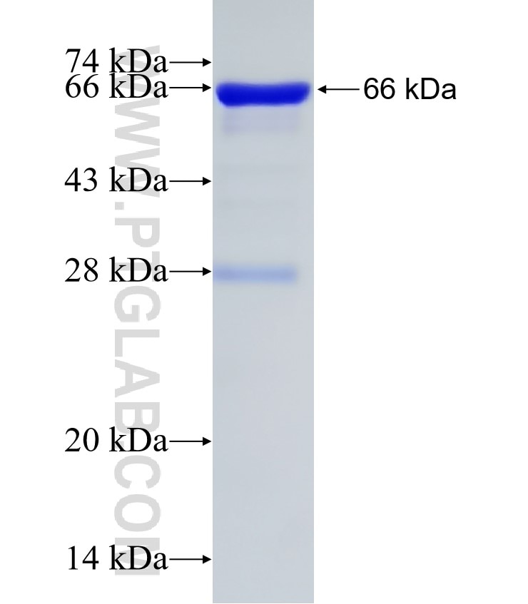 EIF4B fusion protein Ag12325 SDS-PAGE