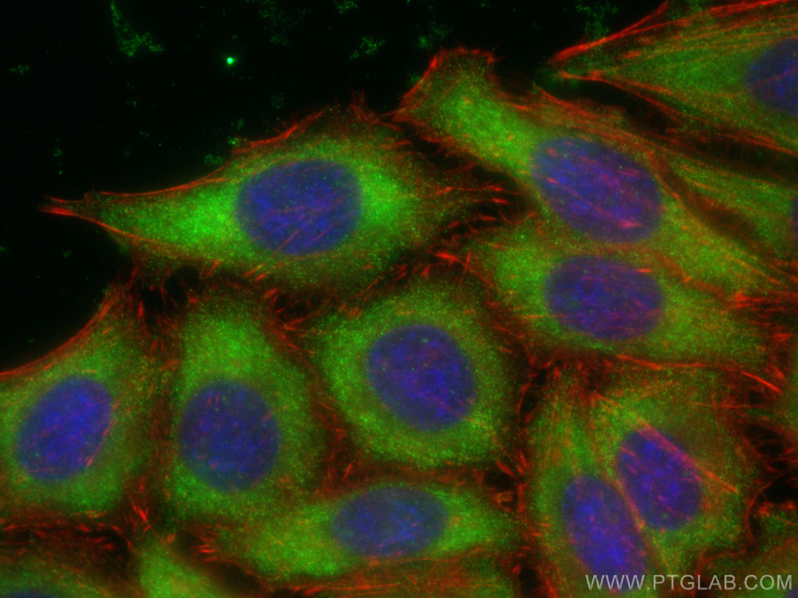Immunofluorescence (IF) / fluorescent staining of HepG2 cells using EIF4E Polyclonal antibody (29712-1-AP)