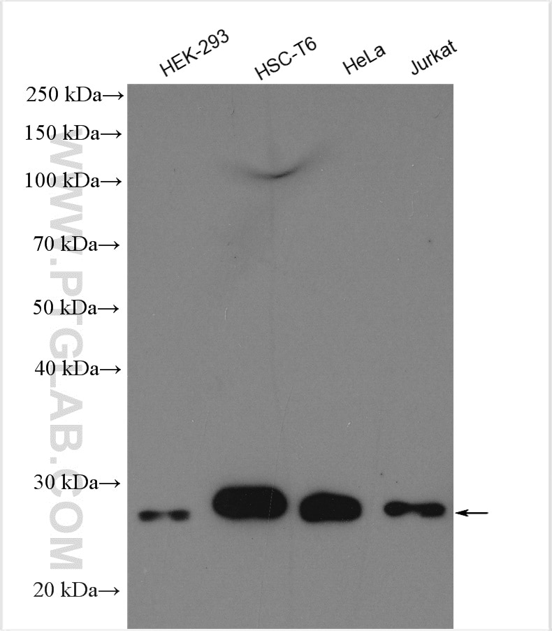 Western Blot (WB) analysis of various lysates using EIF4E Polyclonal antibody (29712-1-AP)
