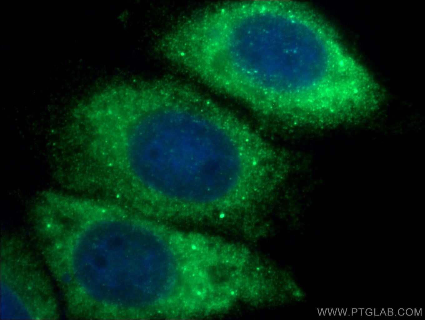 Immunofluorescence (IF) / fluorescent staining of HepG2 cells using EIF4E Monoclonal antibody (66655-1-Ig)
