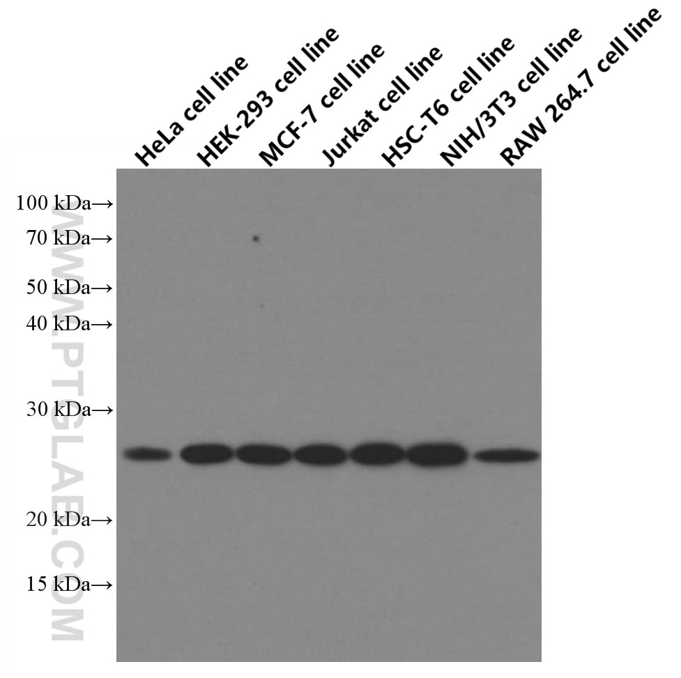 Western Blot (WB) analysis of HeLa cells using EIF4E Monoclonal antibody (66655-1-Ig)