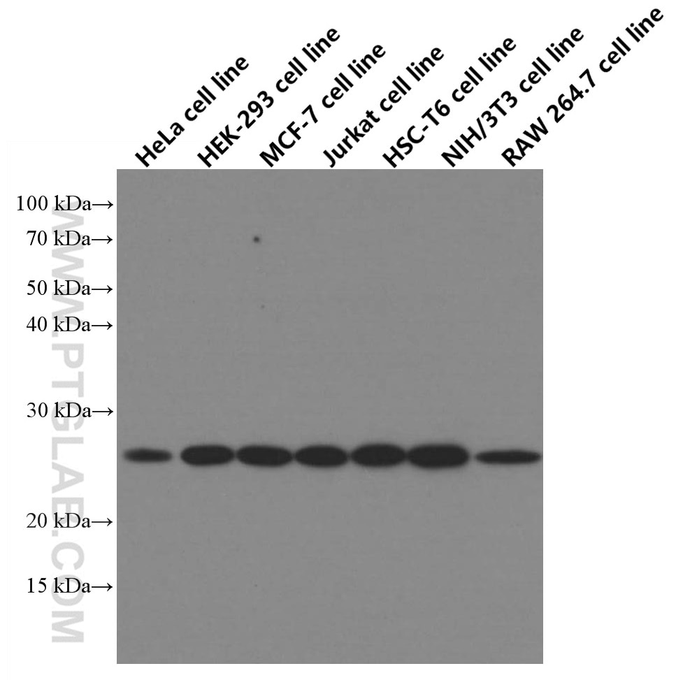 WB analysis of HeLa using 66655-1-Ig