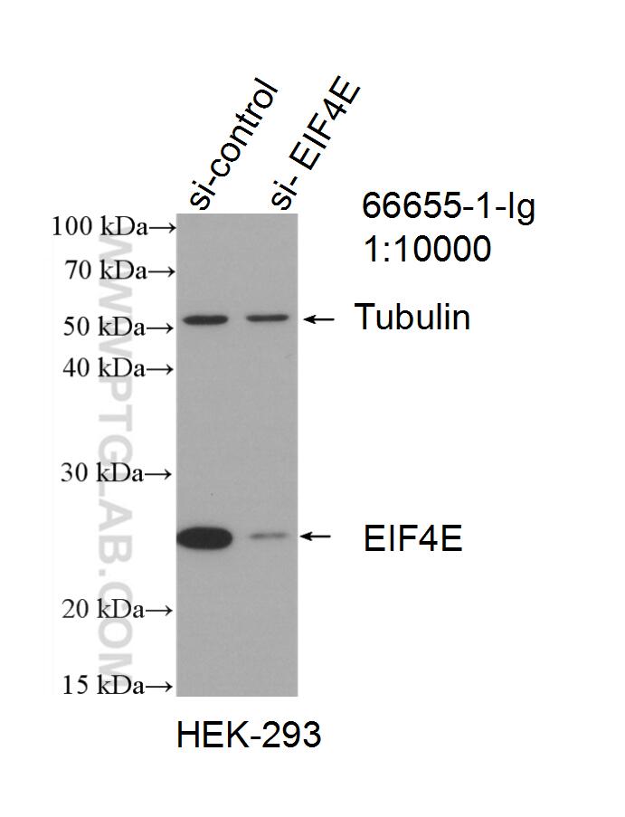 Western Blot (WB) analysis of HEK-293 cells using EIF4E Monoclonal antibody (66655-1-Ig)