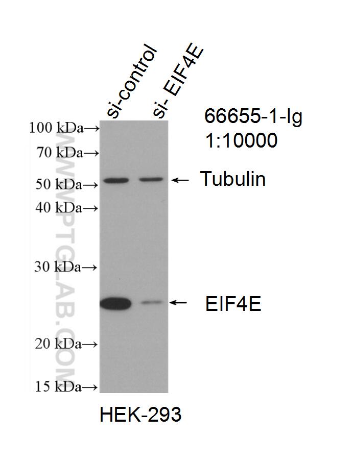 WB analysis of HEK-293 using 66655-1-Ig