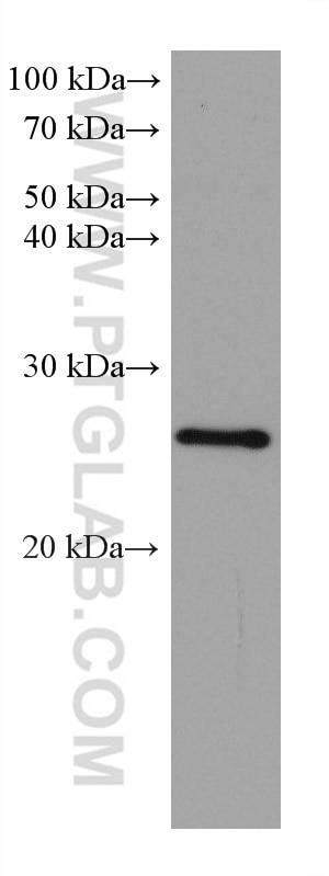 Western Blot (WB) analysis of U2OS cells using EIF4E Monoclonal antibody (66655-1-Ig)