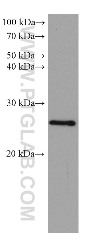 WB analysis of U2OS using 66655-1-Ig