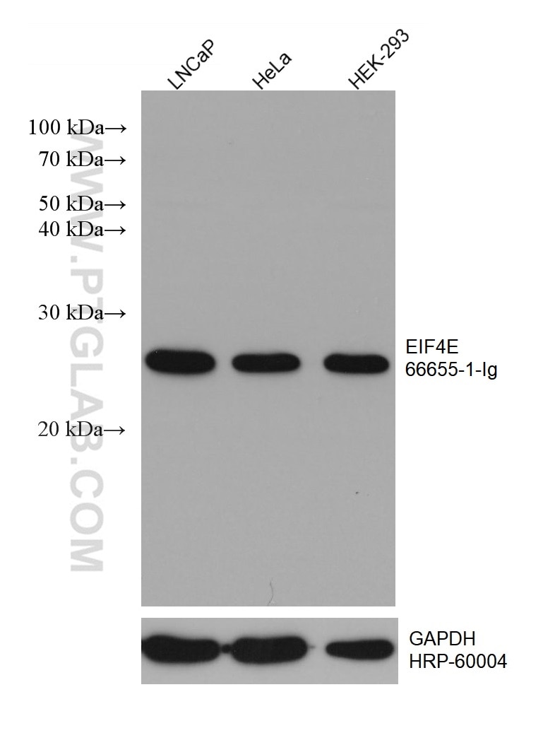 Western Blot (WB) analysis of various lysates using EIF4E Monoclonal antibody (66655-1-Ig)