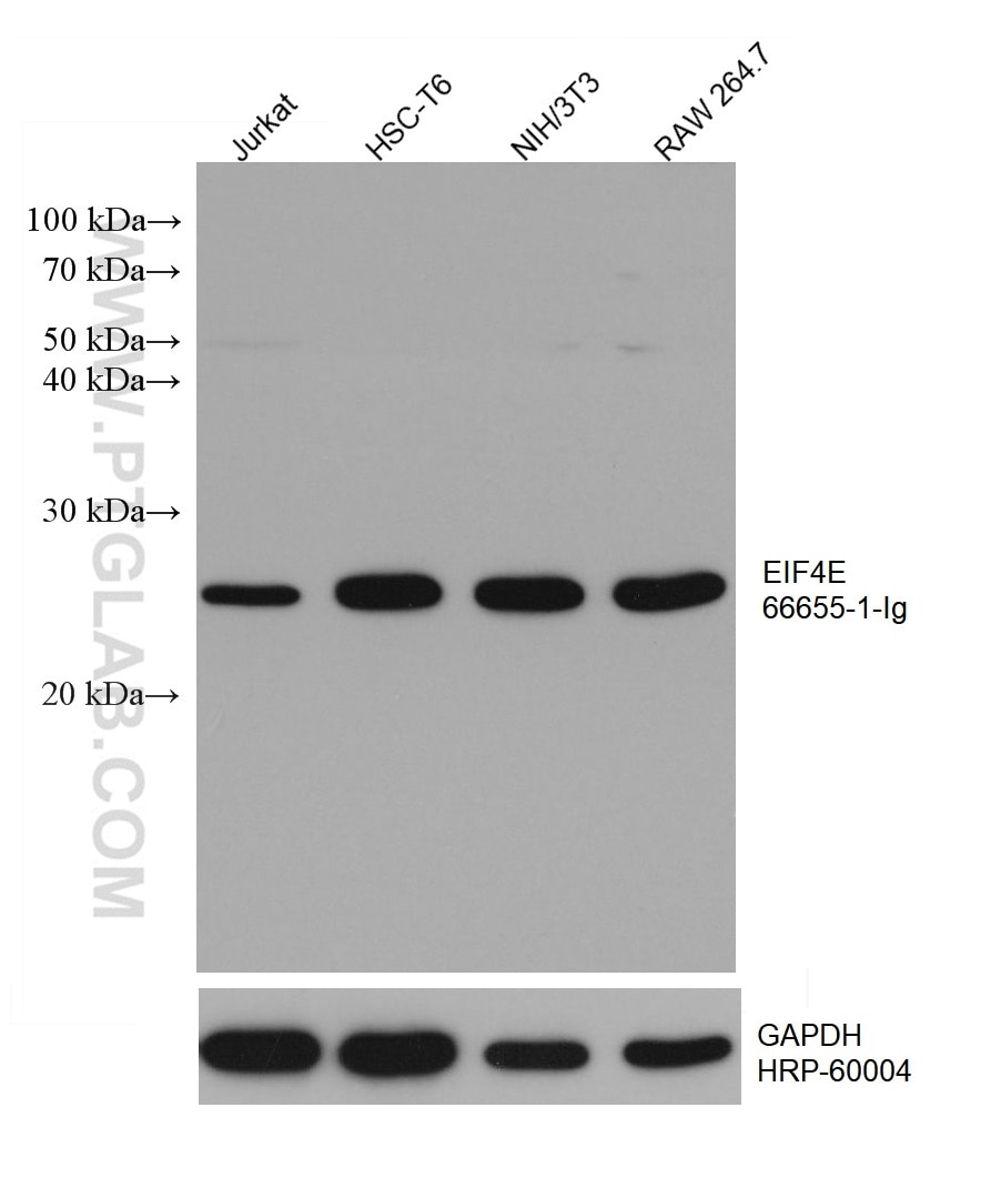 Western Blot (WB) analysis of various lysates using EIF4E Monoclonal antibody (66655-1-Ig)