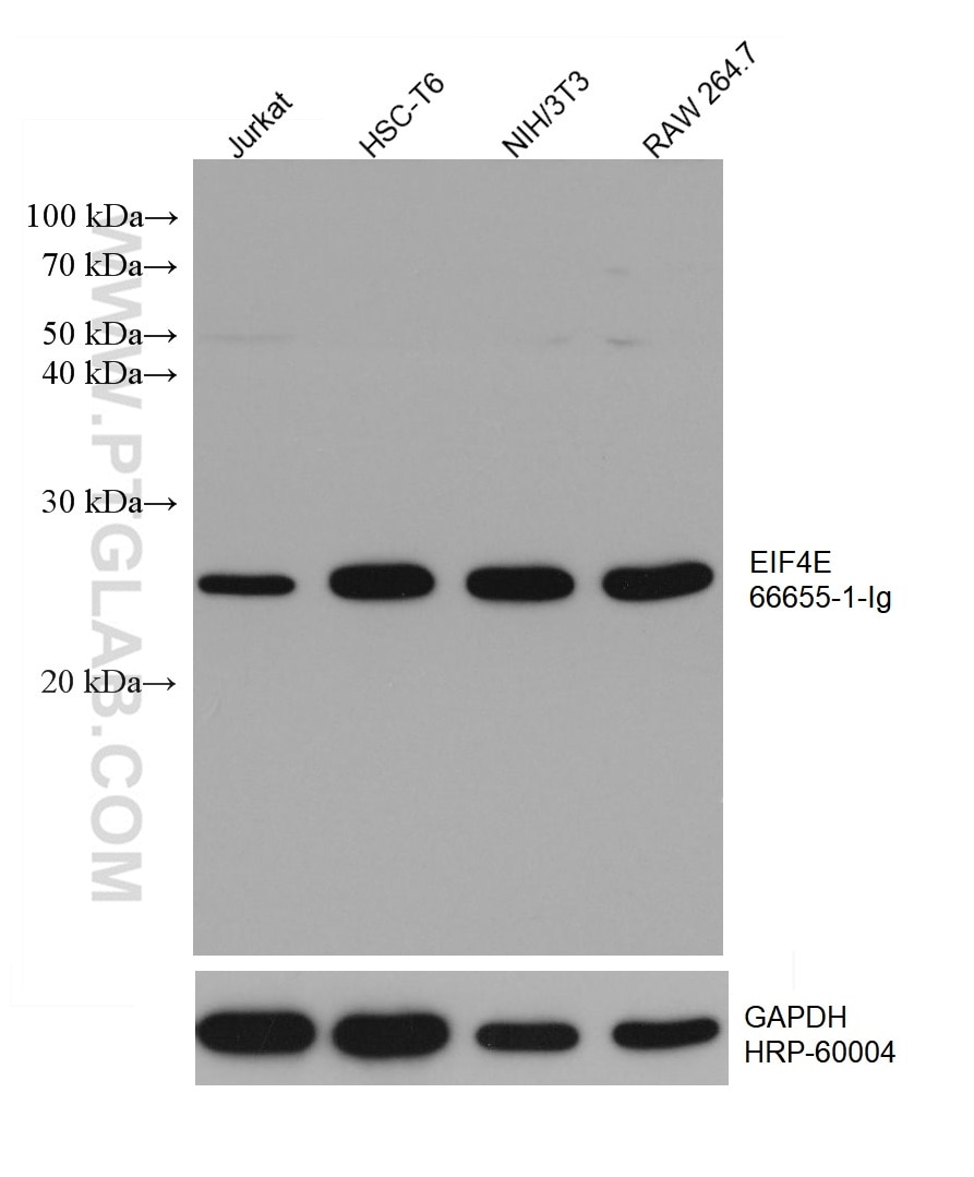 WB analysis using 66655-1-Ig