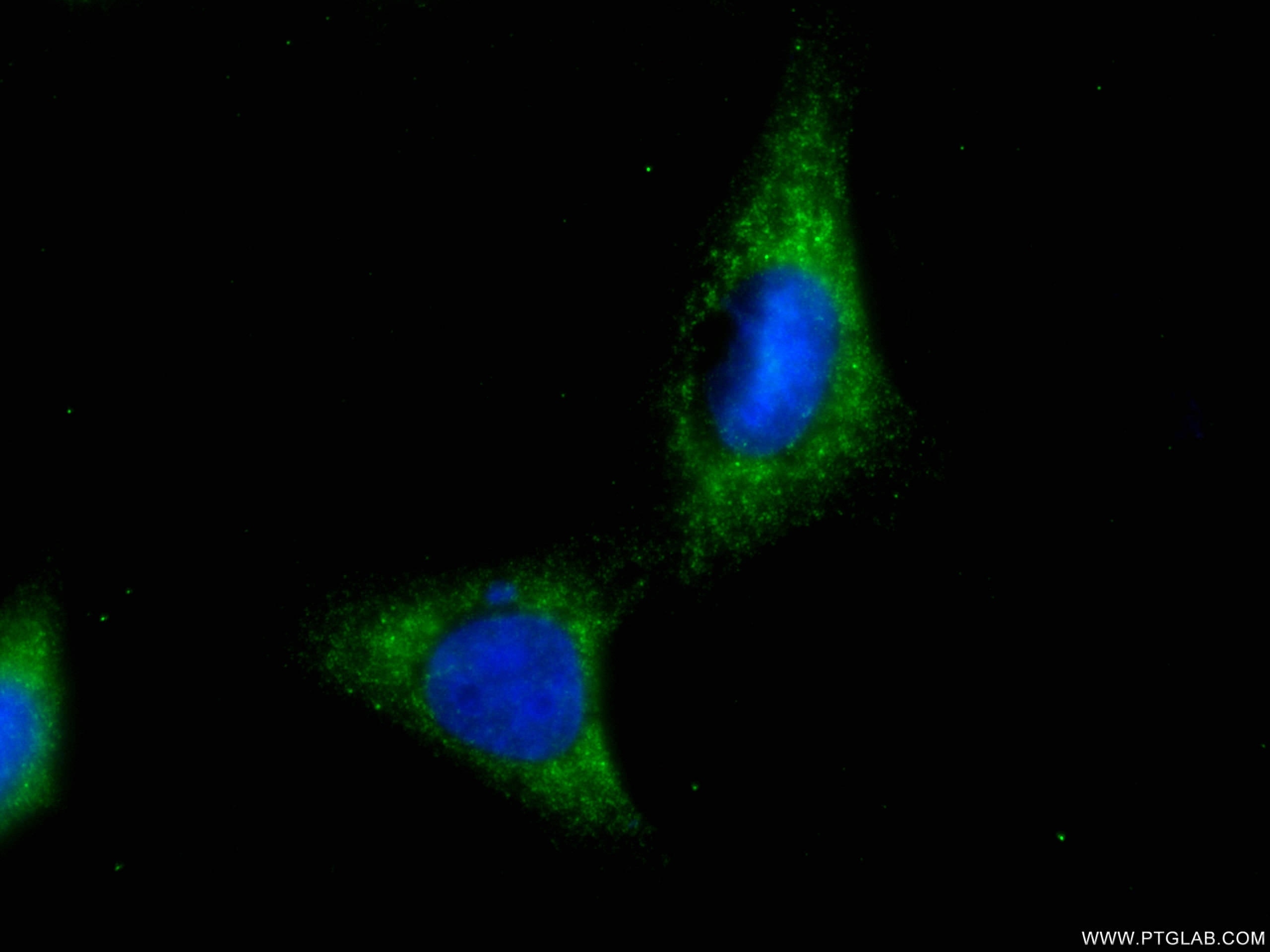 Immunofluorescence (IF) / fluorescent staining of HepG2 cells using CoraLite®488-conjugated EIF4E Monoclonal antibody (CL488-66655)