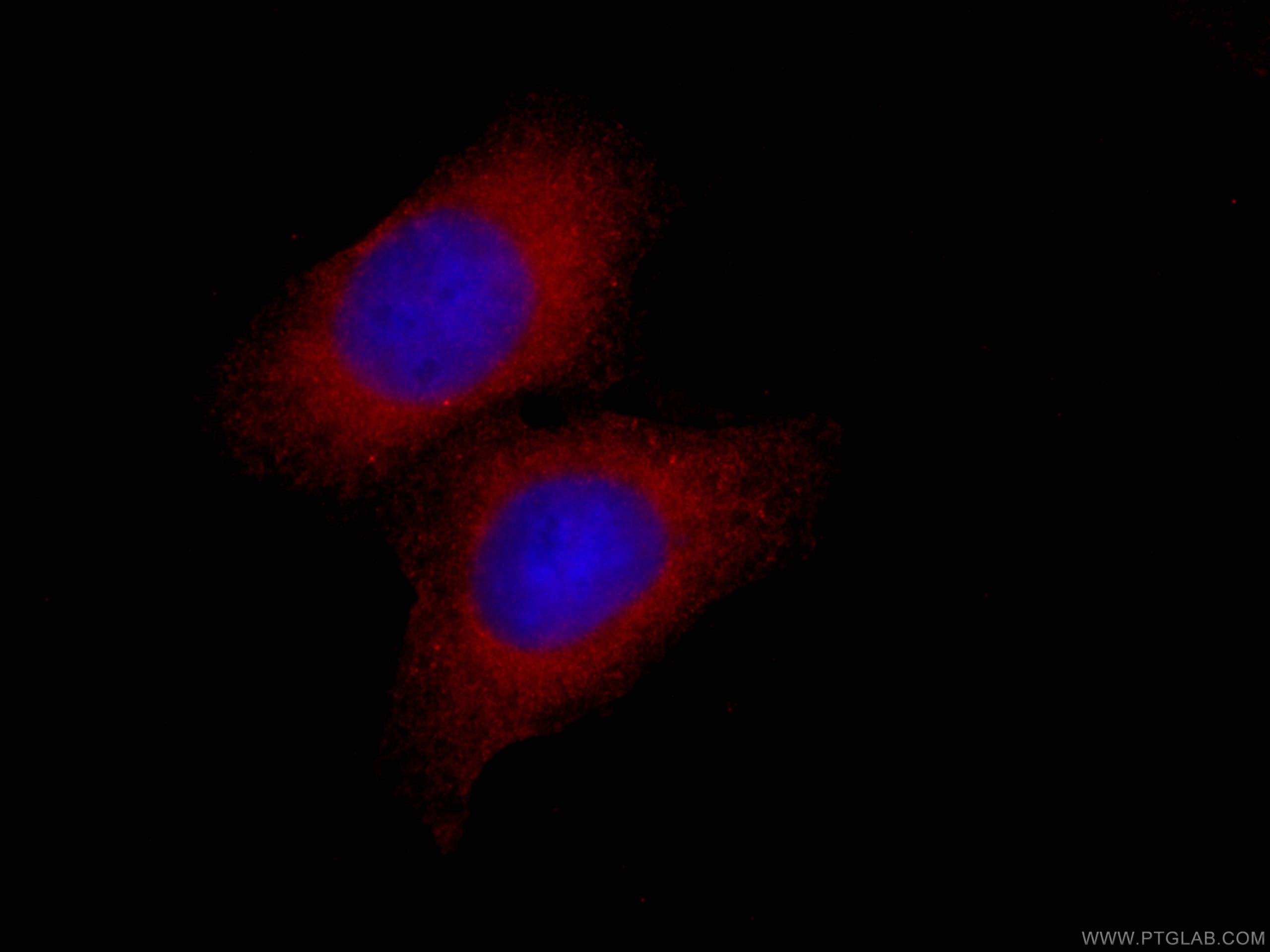 Immunofluorescence (IF) / fluorescent staining of HepG2 cells using CoraLite®594-conjugated EIF4E Monoclonal antibody (CL594-66655)