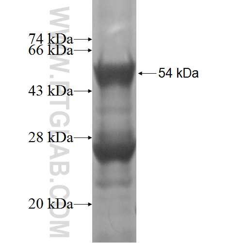 EIF4E2 fusion protein Ag2864 SDS-PAGE