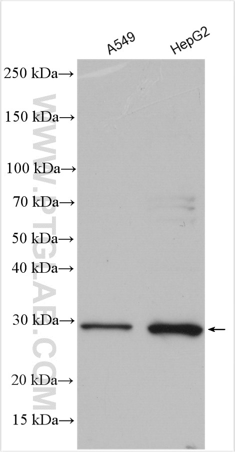 Western Blot (WB) analysis of various lysates using EIF4E3 Polyclonal antibody (17282-1-AP)