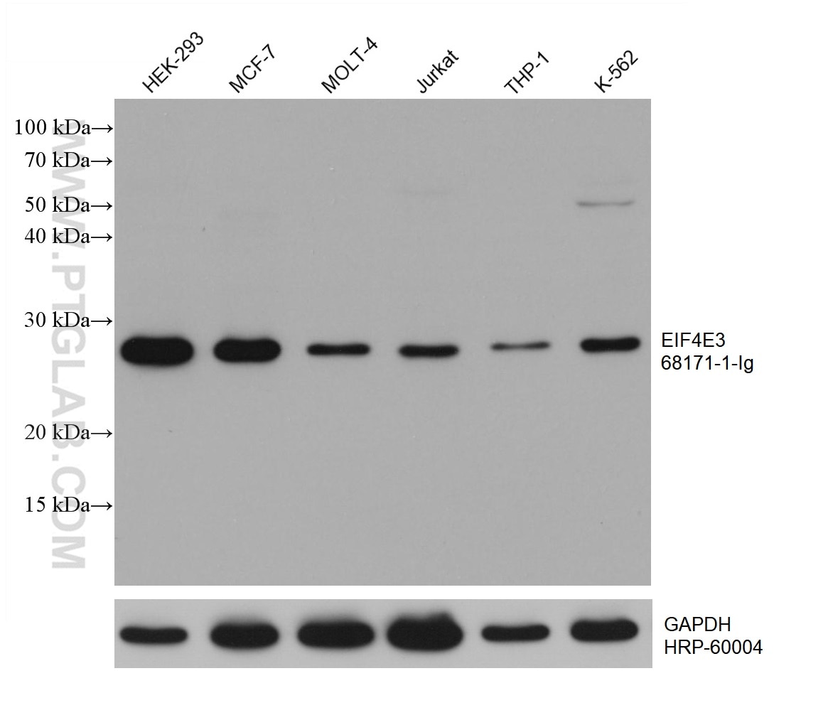 Western Blot (WB) analysis of various lysates using EIF4E3 Monoclonal antibody (68171-1-Ig)