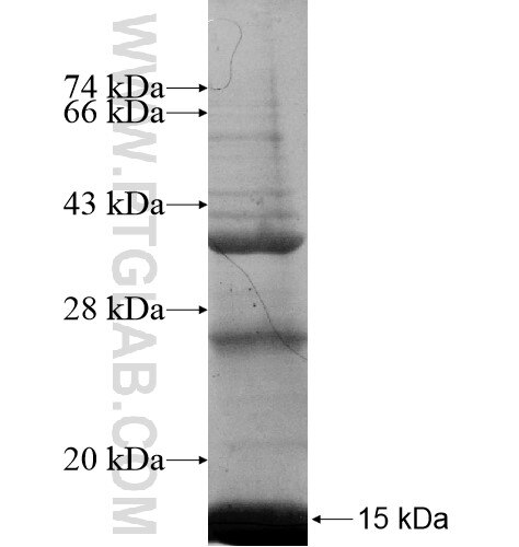 EIF4E3 fusion protein Ag10864 SDS-PAGE