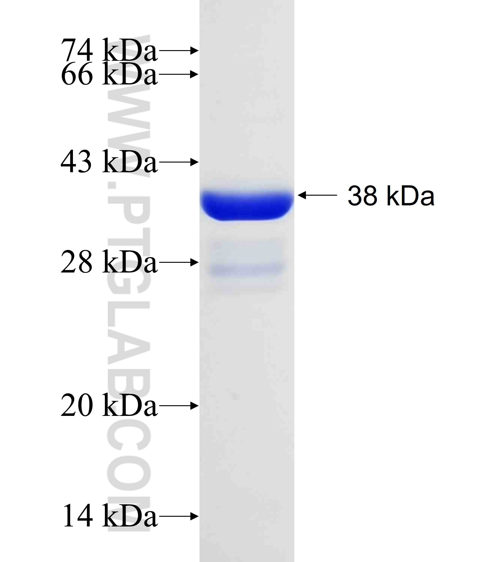 EIF4E3 fusion protein Ag11056 SDS-PAGE