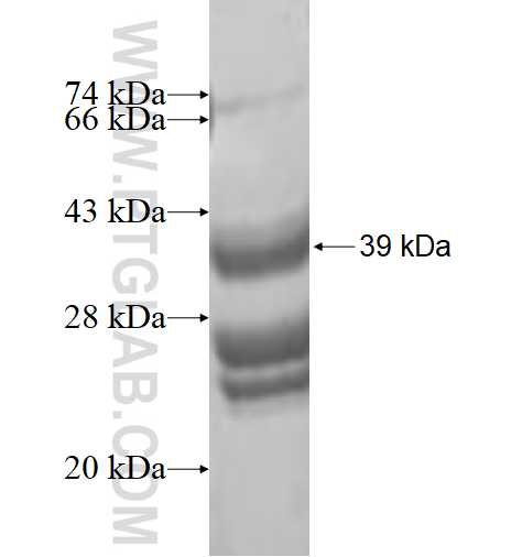 EIF4EBP2 fusion protein Ag1670 SDS-PAGE