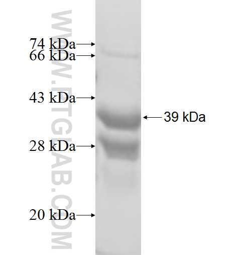 EIF4EBP2 fusion protein Ag8101 SDS-PAGE