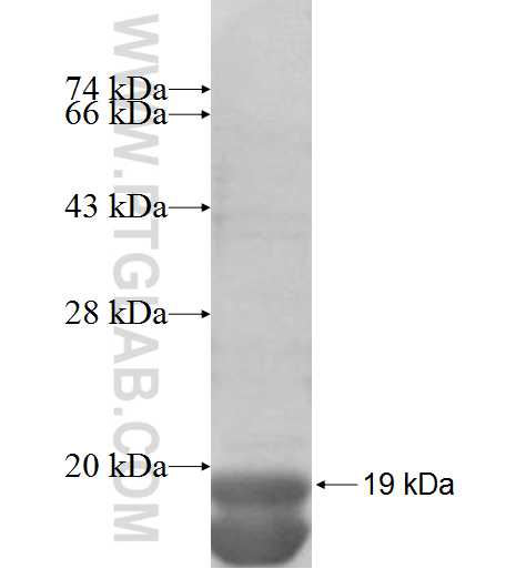 EIF4EBP2 fusion protein Ag8172 SDS-PAGE