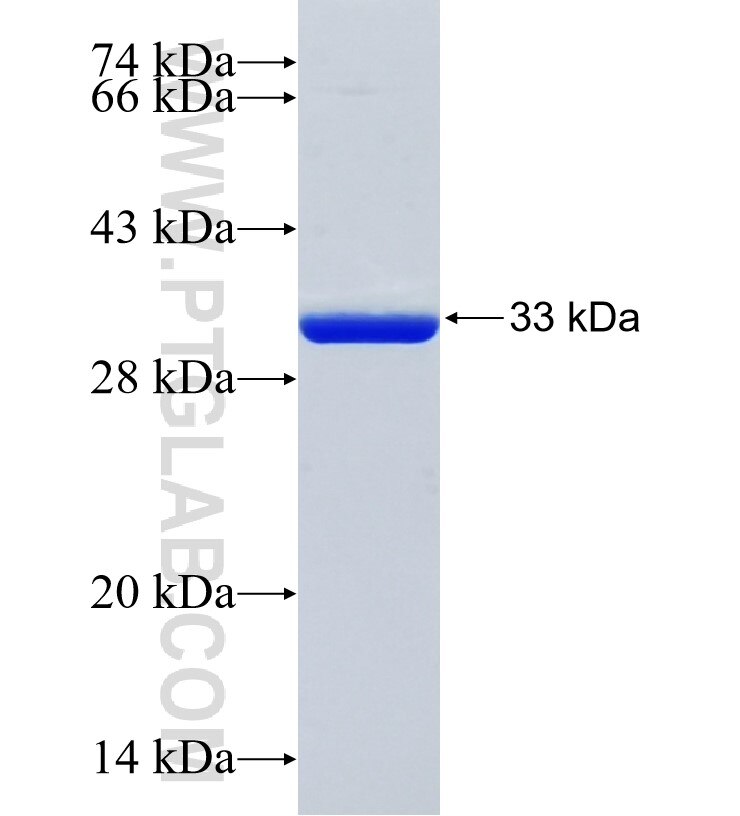 EIF4EBP3 fusion protein Ag23864 SDS-PAGE