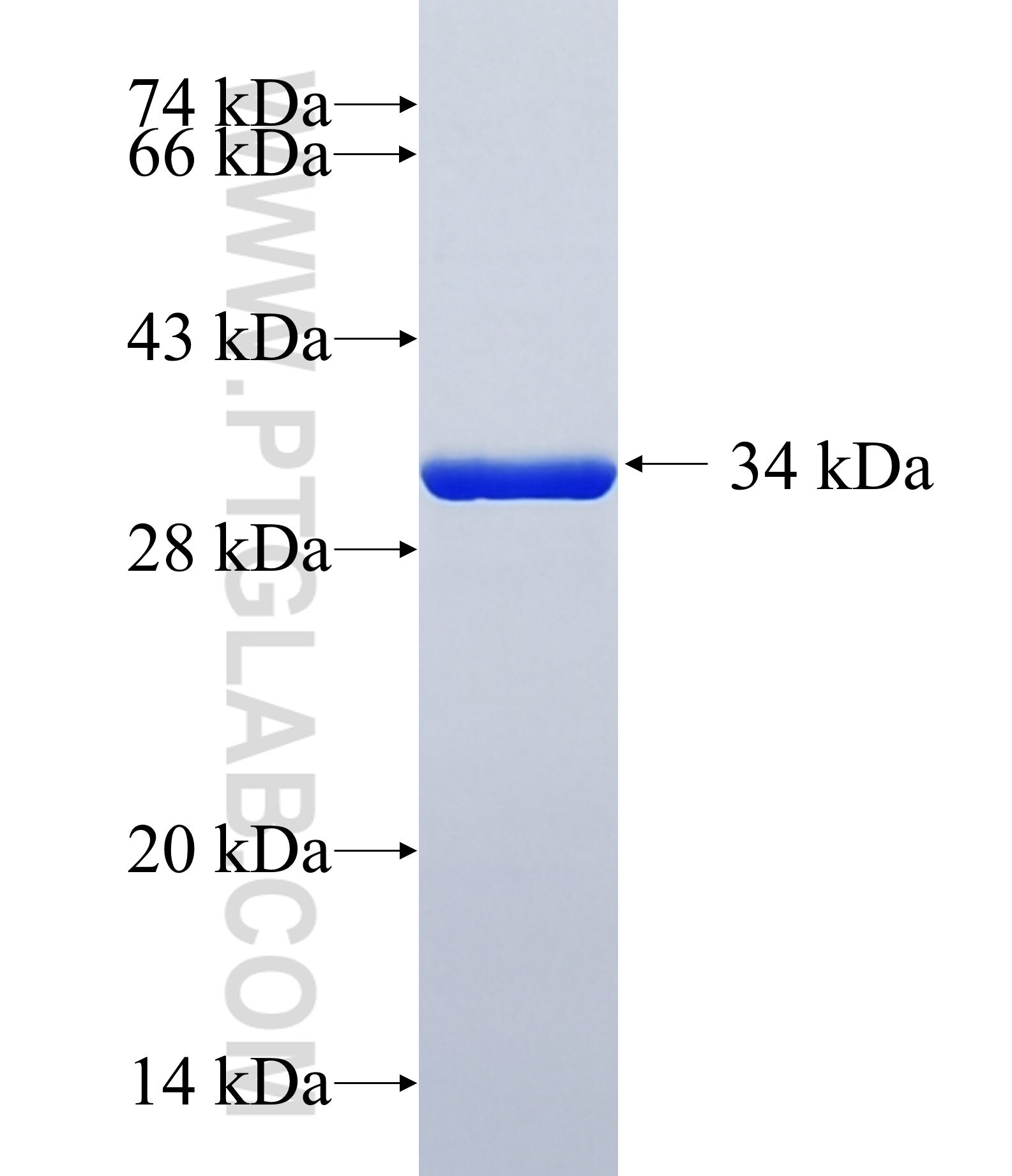 EIF4EBP3 fusion protein Ag23864 SDS-PAGE