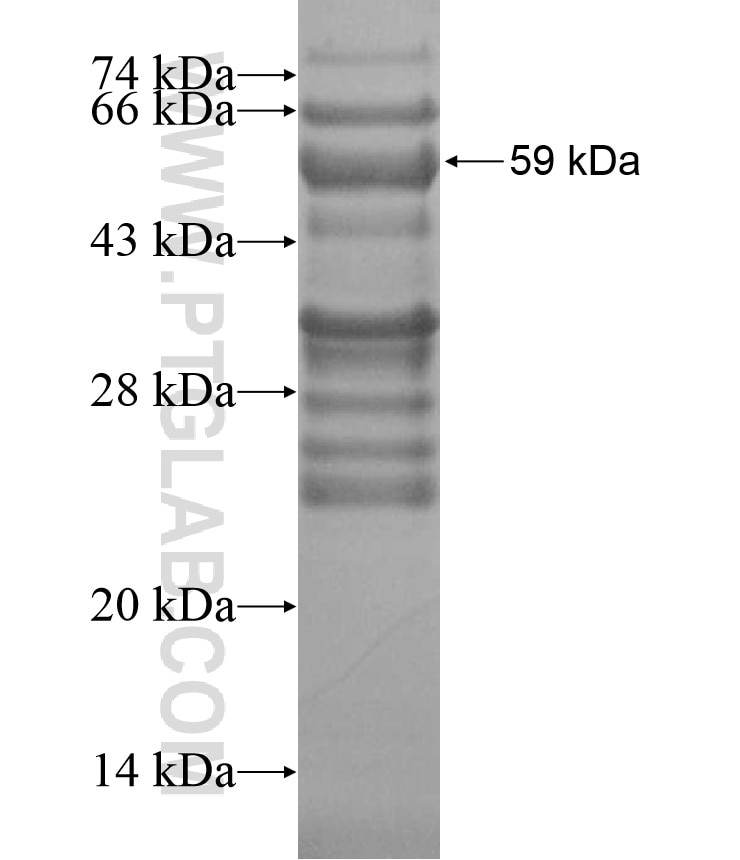 EIF4ENIF1 fusion protein Ag16797 SDS-PAGE