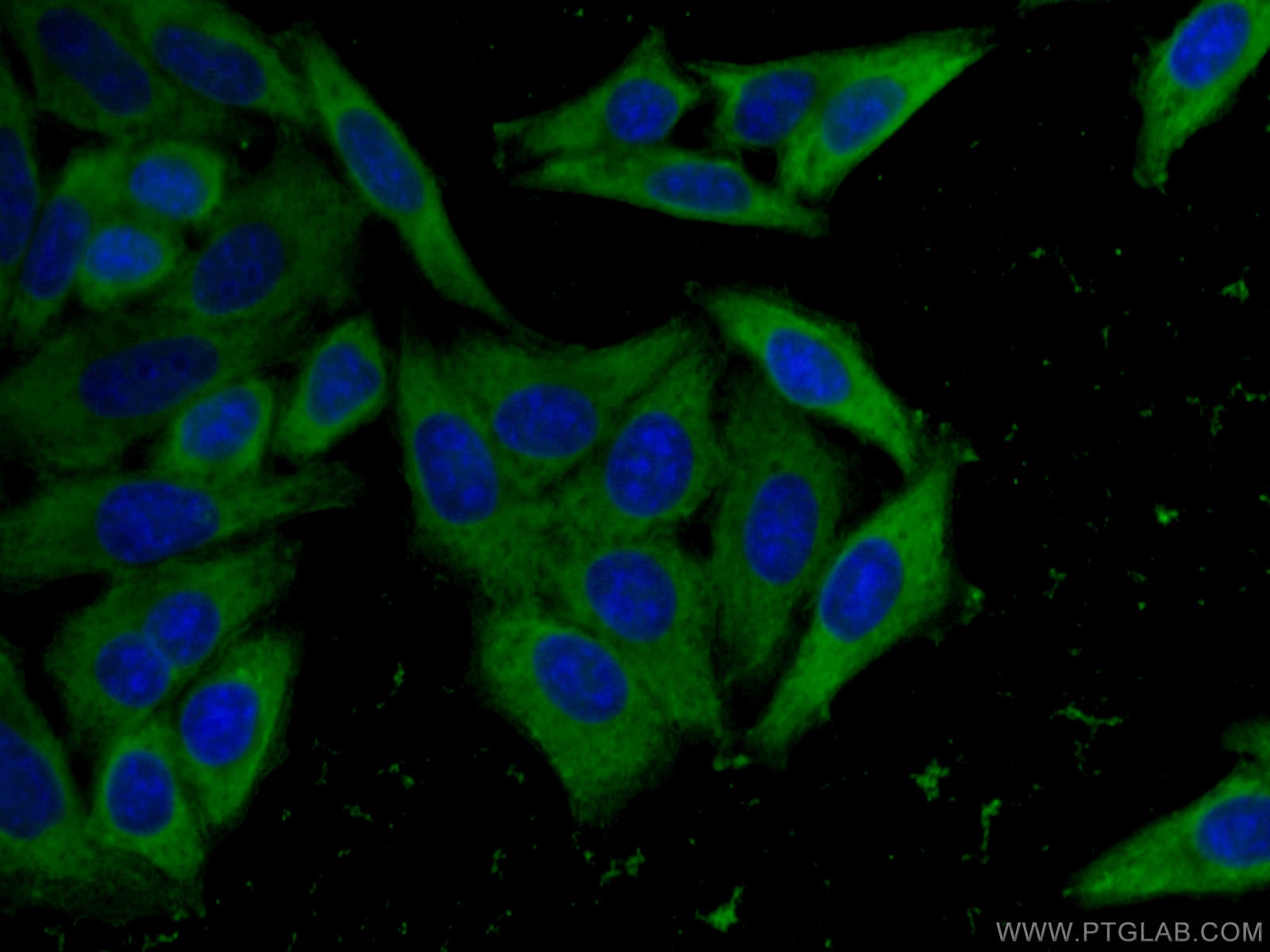 Immunofluorescence (IF) / fluorescent staining of HepG2 cells using EIF4G1 Monoclonal antibody (67199-1-Ig)