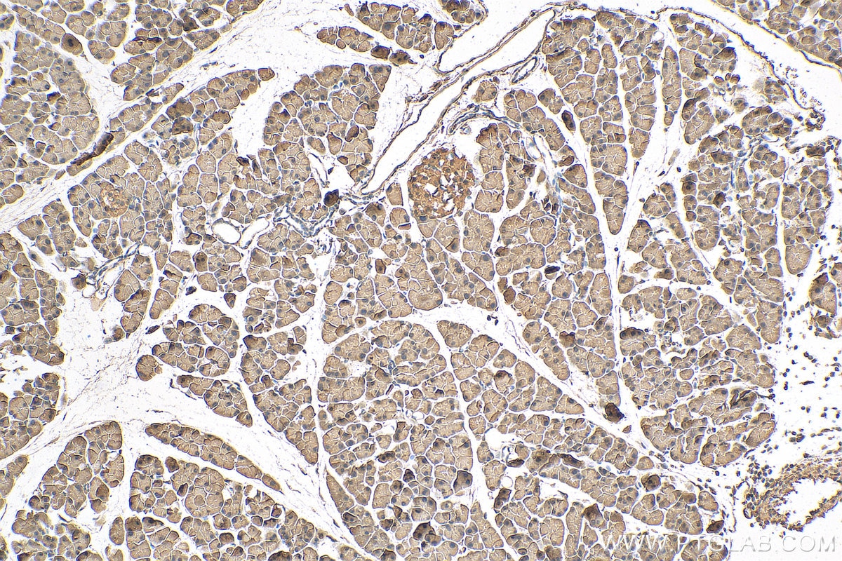 Immunohistochemistry (IHC) staining of mouse pancreas tissue using EIF4G1 Monoclonal antibody (67199-1-Ig)