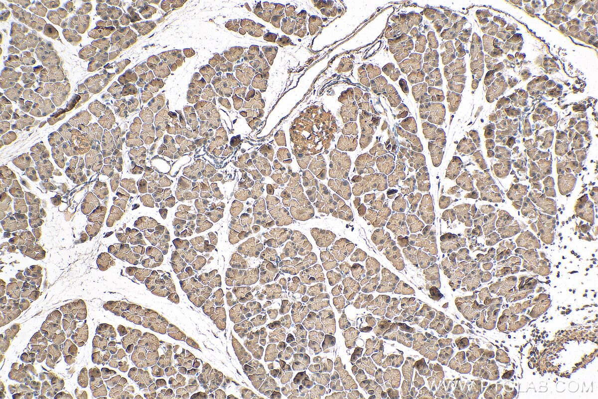 IHC staining of mouse pancreas using 67199-1-Ig