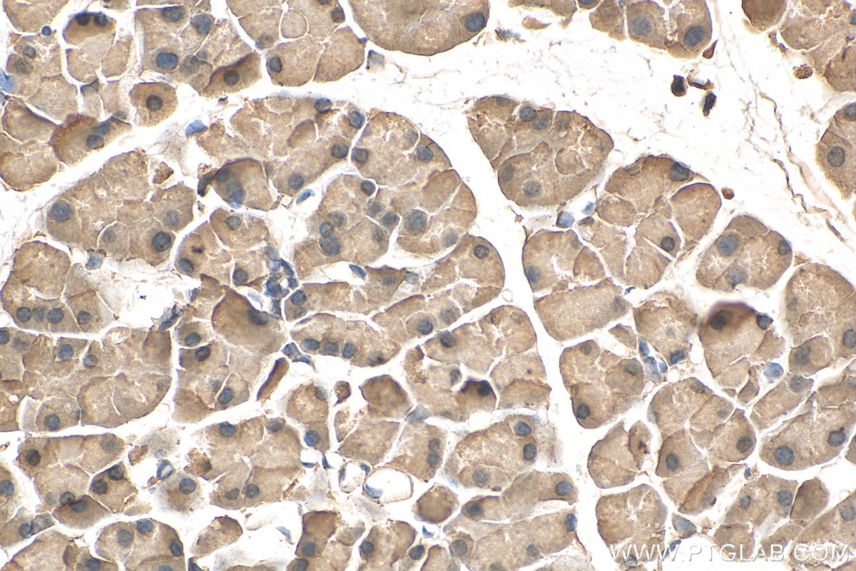 Immunohistochemistry (IHC) staining of mouse pancreas tissue using EIF4G1 Monoclonal antibody (67199-1-Ig)