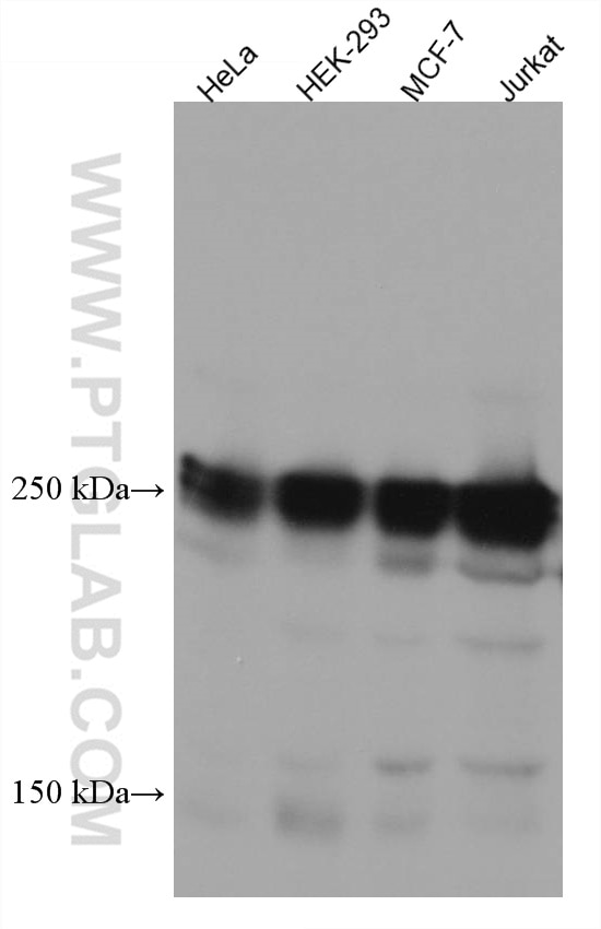 Western Blot (WB) analysis of various lysates using EIF4G1 Monoclonal antibody (67199-1-Ig)