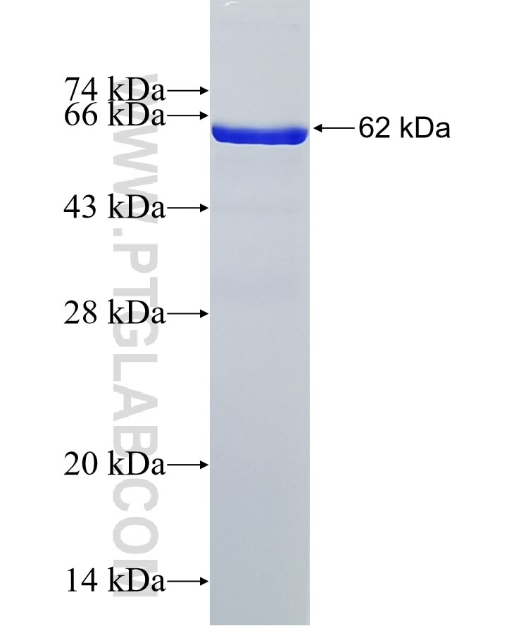 EIF4G1 fusion protein Ag8342 SDS-PAGE