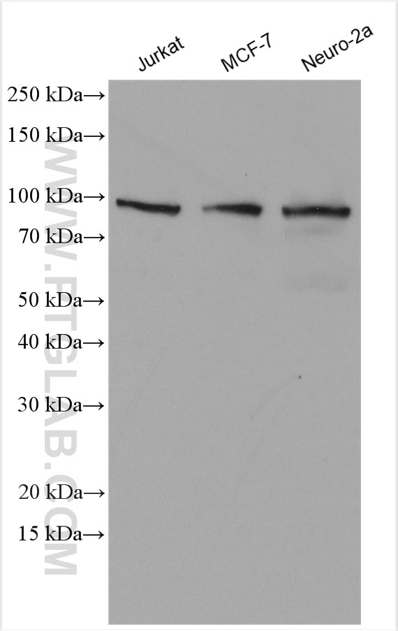 Western Blot (WB) analysis of various lysates using eIF4G2/DAP5 Polyclonal antibody (17728-1-AP)