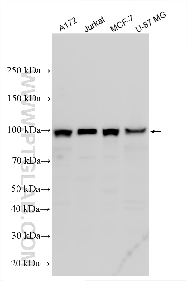 Western Blot (WB) analysis of various lysates using eIF4G2/DAP5 Polyclonal antibody (17728-1-AP)