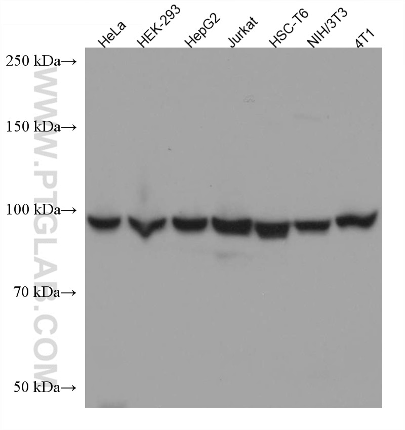 Western Blot (WB) analysis of various lysates using eIF4G2/DAP5 Monoclonal antibody (67428-1-Ig)