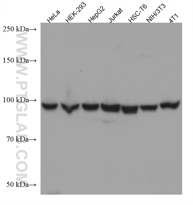 Western Blot (WB) analysis of various lysates using human eIF4G2/DAP5 Monoclonal antibody (67428-1-Ig)